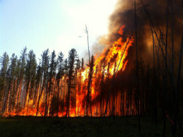 Wildfires 1